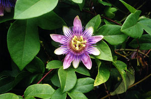 passiflora-incarnata